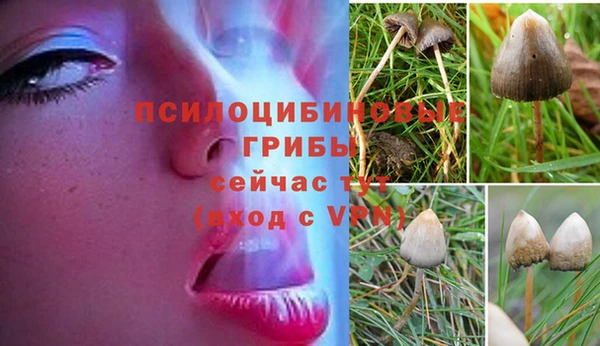 ПСИЛОЦИБИНОВЫЕ ГРИБЫ Осинники